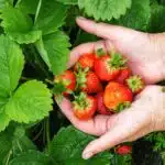 Le meilleur moment pour planter vos fraisiers découvrez quand et comment