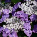 Magnifiques hortensias le secret pour des boutures réussies